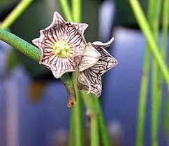 Image result for Cynanchum orangeanum