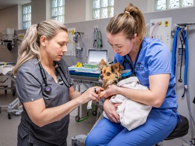 Palliative Care for Pets – Compassionate Support