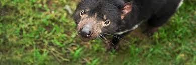 With tasmanian devil numbers in the wild currently dwindling to between 15,000 and 50,000 the tasmanian devil (sarcophilus harrisii) is a carnivorous marsupial of the family dasyuridae. Australian Researchers Tap Cloud To Save The Tasmanian Devil