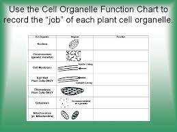 Maybe you would like to learn more about one of these? Cell Structure Function Http Koning Ecsu Ctstateu Educell