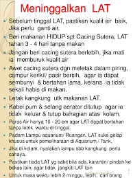 Menurut laman web kementerian pertanian & industri asas tani , udang kara air tawar merupakan makanan eksklusif di hotel dan restoran ternama. Cara Ternak Udang Kara Lobster Air Tawar Lat Di 017 2839861