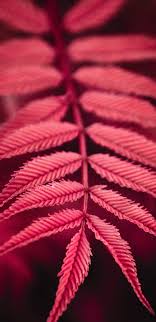 Red Plant Leaves 4k Ultra Hd Mobile Wallpaper Find the best 4k iphone wallpapers on getwallpapers. red plant leaves 4k ultra hd mobile