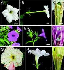 Petunia Flower Structure Best Flower Wallpaper