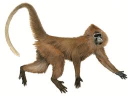 Image result for Grewia mildbraedii