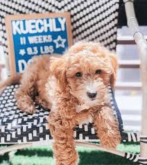 This loving goldendoodle puppy has a sweet nature about her that will draw you in and melt your. Australian Goldendoodle Are They Really 100 Hypoallergenic