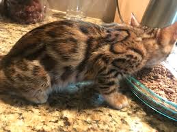 Like any other cat, bengal cats will get along with other pets so long as they are socialized as a kitten. Blog Registered Bengals