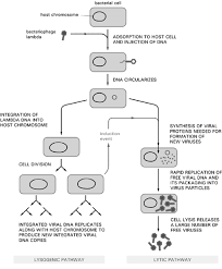 Es el fago el que transporta el gen queel fago el que transporta el gen que codifica la toxina.codifica la toxina. Https Moodle2 Units It Pluginfile Php 232460 Mod Resource Content 1 Lezione 5 202 Pdf
