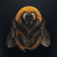 Image result for Bombus sporadicus