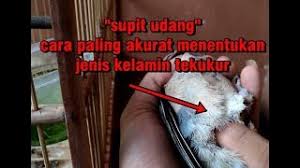 Mulai dari warna tubuh, warna sayap, bentuk paruh, postur tubuh, kemampuan. Derkuku Betina Jantan Betina Birahi Free Music Download