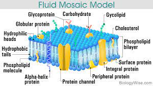 In dictyostelium, where it has been discovered, it is essential for cv discharge by formation of the pore, probably by acting along a signaling cascade (becker et al., 1999). Difference Between Peripheral And Integral Membrane Proteins Biology Wise