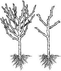 When pruning fruit trees, the following types of growth should be removed: How To Prune Fruit Trees Pruning Made Easy Dengarden