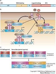 Image result for Selective Estrogen Receptor Modulator