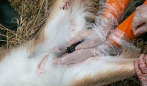 See full list on wikihow.com Diy Deer Field Dressing Equipment And Tips