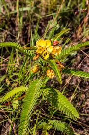 Image result for Chamaecrista plumosa