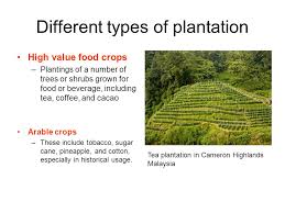 The plantation belts have a rich history of setting the bar high for land conservation, wildlife habitat management, and forest preservation. Plantation Farming In Tropical Rainforest Ppt Video Online Download
