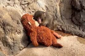 PETA Urges Public To Stop Sharing Punch the Monkey Videos