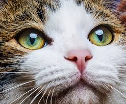 Ich Habe Dieses 63 Teile Puzzle In Jigsaw Puzzle Collection Hd In 03 57 Fertig Gestellt Jpuzzleshd Cat Eye Colors Cats Animals