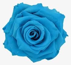 We did not find results for: Blue Flower Png Images Free Transparent Blue Flower Download Kindpng