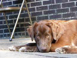 We did not find results for: Great Pyrenees Chocolate Lab Mix Chocolate Lab Mix Pets Great Pyrenees