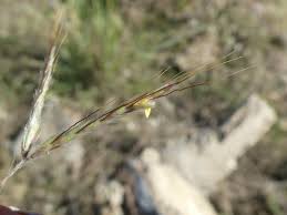 Image result for Hyparrhenia nyassae