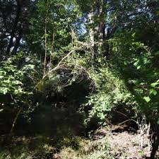 Image result for Buchnerodendron lasiocalyx