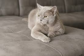 When thinking of a name for your cat, make sure you pick something that has lasting power. 63 Grey Cat Names For Silvery Felines Great Pet Care