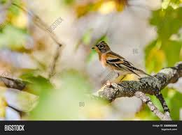 Flight feathers have white edges. Perching Brambling Image Photo Free Trial Bigstock