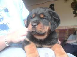 German rottweiler puppies for sale in tennessee tn from dkv rottweilers. Rottweiler Puppies For Sale In Zephyrhills Florida Classified Americanlisted Com