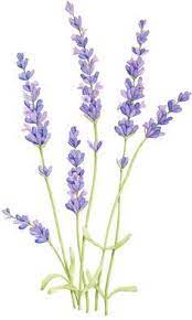 Avoid taking a cutting from a lavender plant that is super young and opt for one that's mature. Pin On Watercolor Inspiration