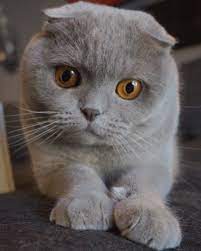 Credit Millathecat Cb Cats Features The Most Adorable Cats And Kittens Keep An Eye On Our Website Link In The B Siamese Cats For Sale Cats Beautiful Cats