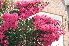 Maybe you would like to learn more about one of these? How To Protect Your Crape Myrtles During The Winter Gasper