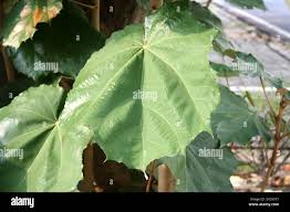 Image result for Pterospermum acerifolium