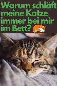 warum schlaft meine katze immer bei mir im bett katzen katzen fakten schlafende katze