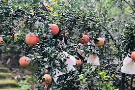 Maybe you would like to learn more about one of these? Agrow Why Do Pomegranates Need To Be Bagged