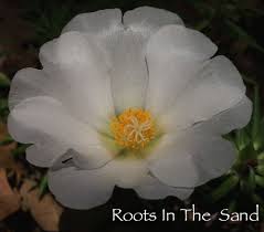 Moss Rose Portulaca Grandiflora Portulaca Grandiflora Rose Roots