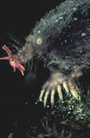 18 Of The Strangest Animals Ever Weird Animals Wild Animals Photography Animals