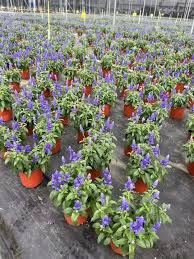 Image result for Maerua grantii