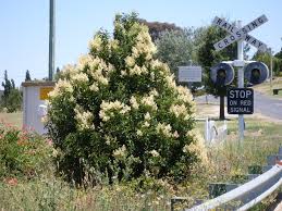 Image result for Ligustrum lucidum