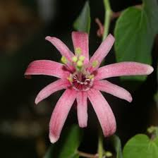 Image result for Passiflora sanguinolenta