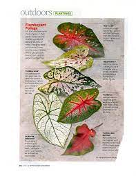 The Names And Info About Some Of The More Common Caladium Varieties Caladiums Caladium Garden Shade Plants Plants