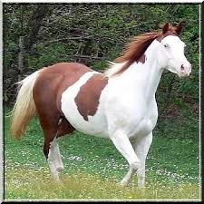 elevage de paint horses beaux chevaux races de chevaux les plus beaux chevaux