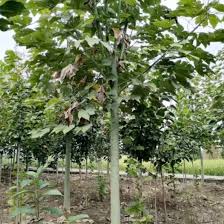 Image result for Firmiana