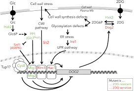 Ключ активация windows 7 ultimate максимальная. The Regulation Of Had Like Phosphatases By Signaling Pathways Modulates Cellular Resistance To The Metabolic Inhibitor 2 Deoxyglucose Biorxiv