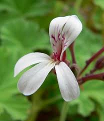 Image result for Pelargonium graveolens