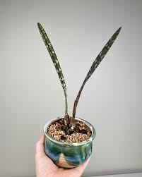 Image result for Oeceoclades