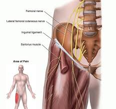 Inguinal ligament — n the thickened lower border of the aponeurosis of the external oblique muscle of the abdomen that extends from the anterior superior iliac spine to the pubic tubercle, is continuous with the fascia lata near the thigh, and forms the external… … Meralgia Paraesthetica Robert Howells