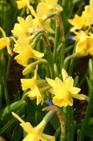 Narcissus Tete A Tete Flowers March Sun Partial Shade Narcissus Planting Bulbs Daffodils