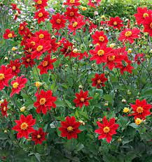 Pin On Flowers