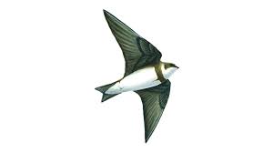 Sand martin the sand martin (riparia riparia) is a migratory passerine bird in the swallow family. Sand Martin Bird Facts Riparia Riparia The Rspb