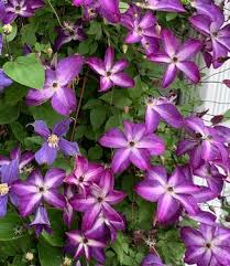 Image result for Clematis costata